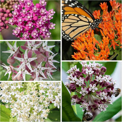Showy Milkweed Seeds packet from Seed Needs