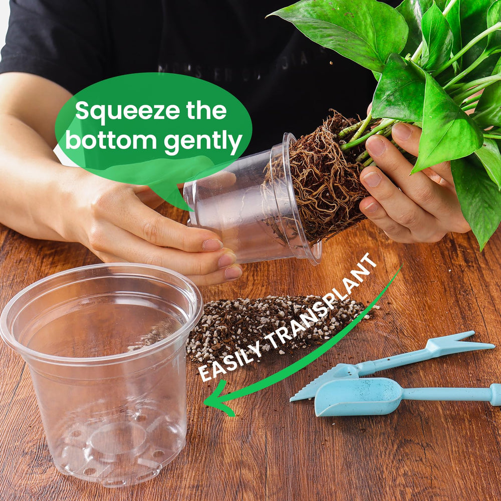 Side view of 5-inch clear nursery pot with plant inside