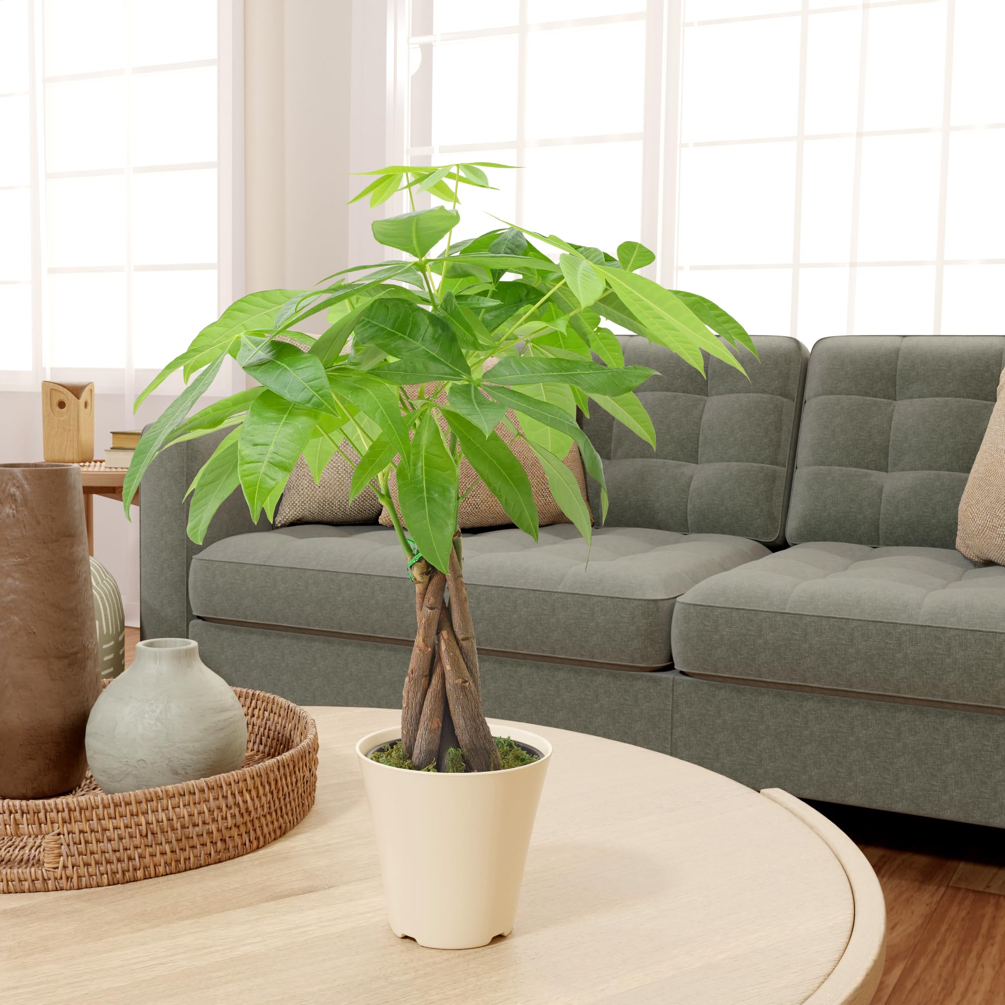 Side view of a Money Tree with lush foliage