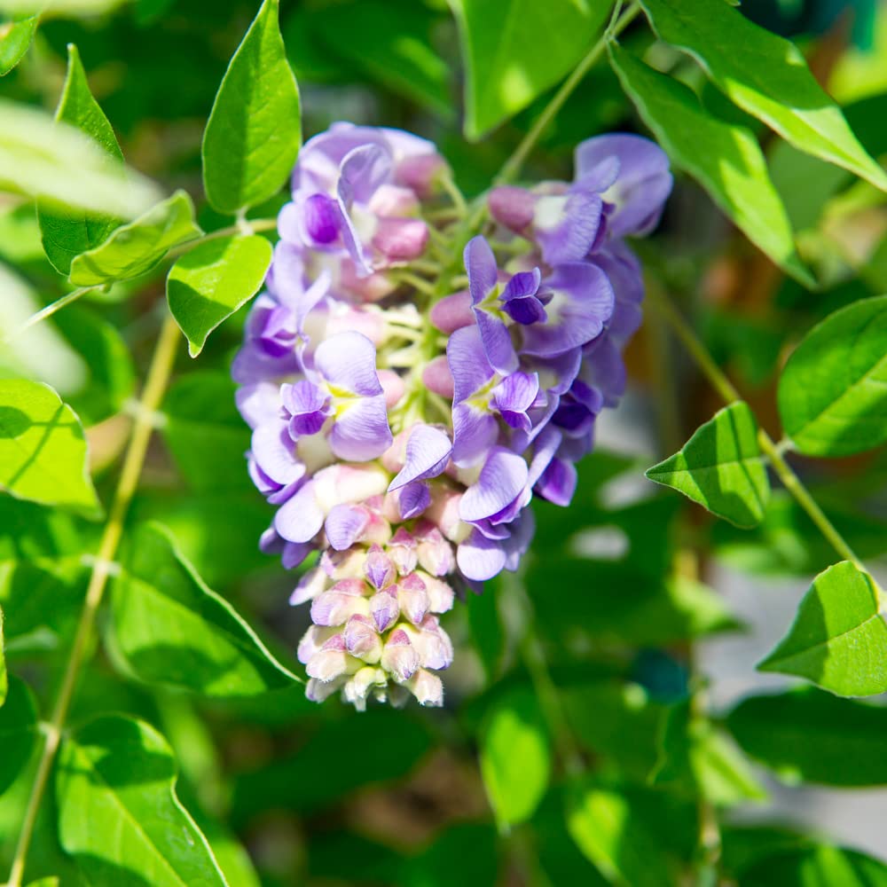 Side view of Amethyst Falls Wisteria plant showcasing its foliage