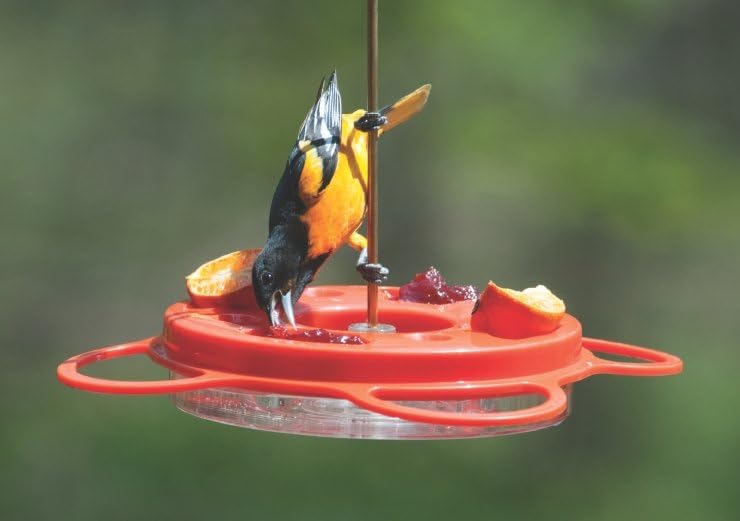 Side view of Birds Choice Oriolefest feeder with ant moat