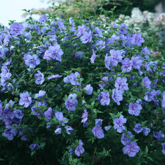 Side view of Blue Chiffon Rose of Sharon shrub