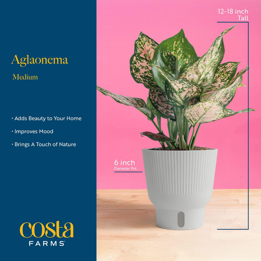 Side view of Costa Farms Chinese Evergreen in a 6-inch ceramic pot