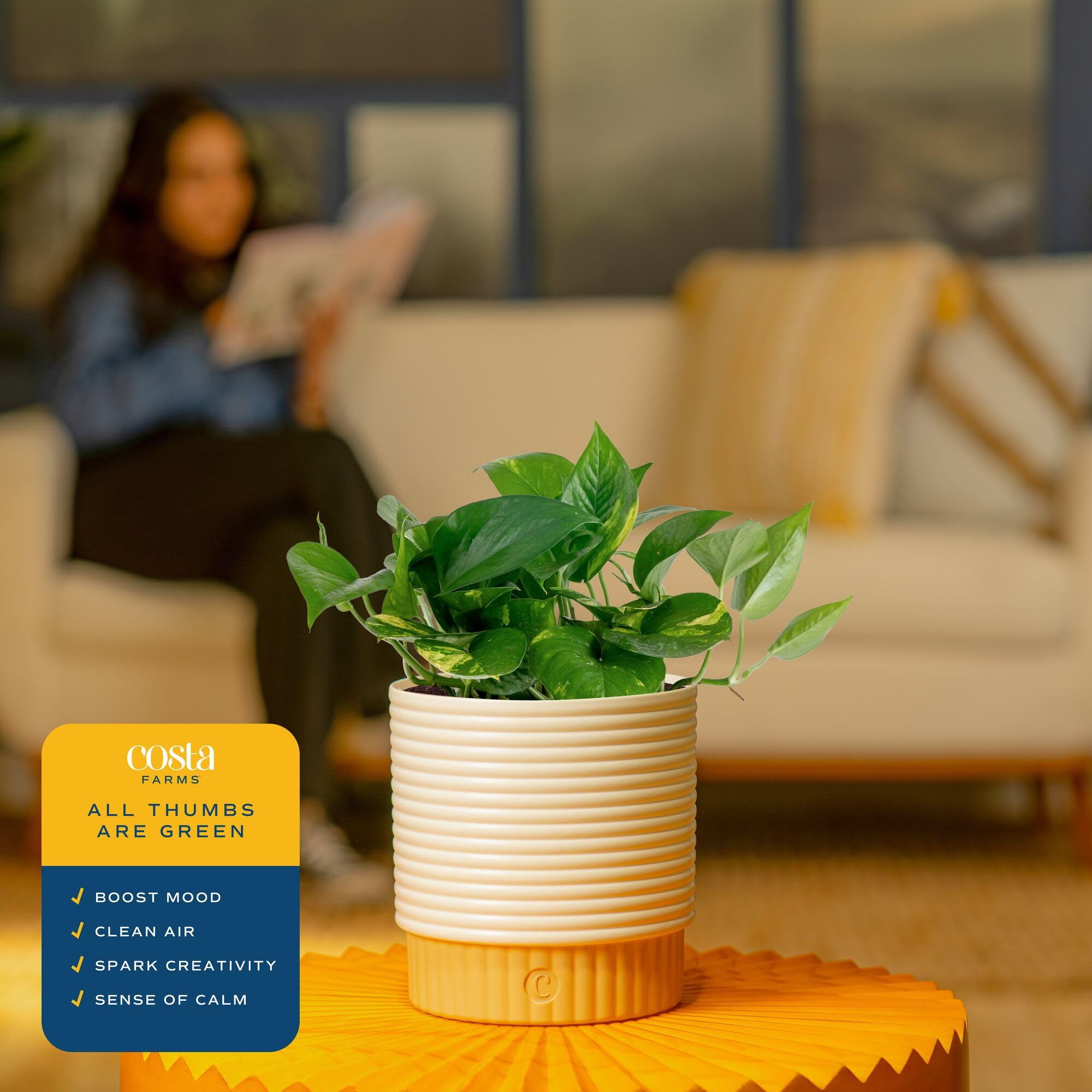 Side view of Costa Farms Golden Pothos plant