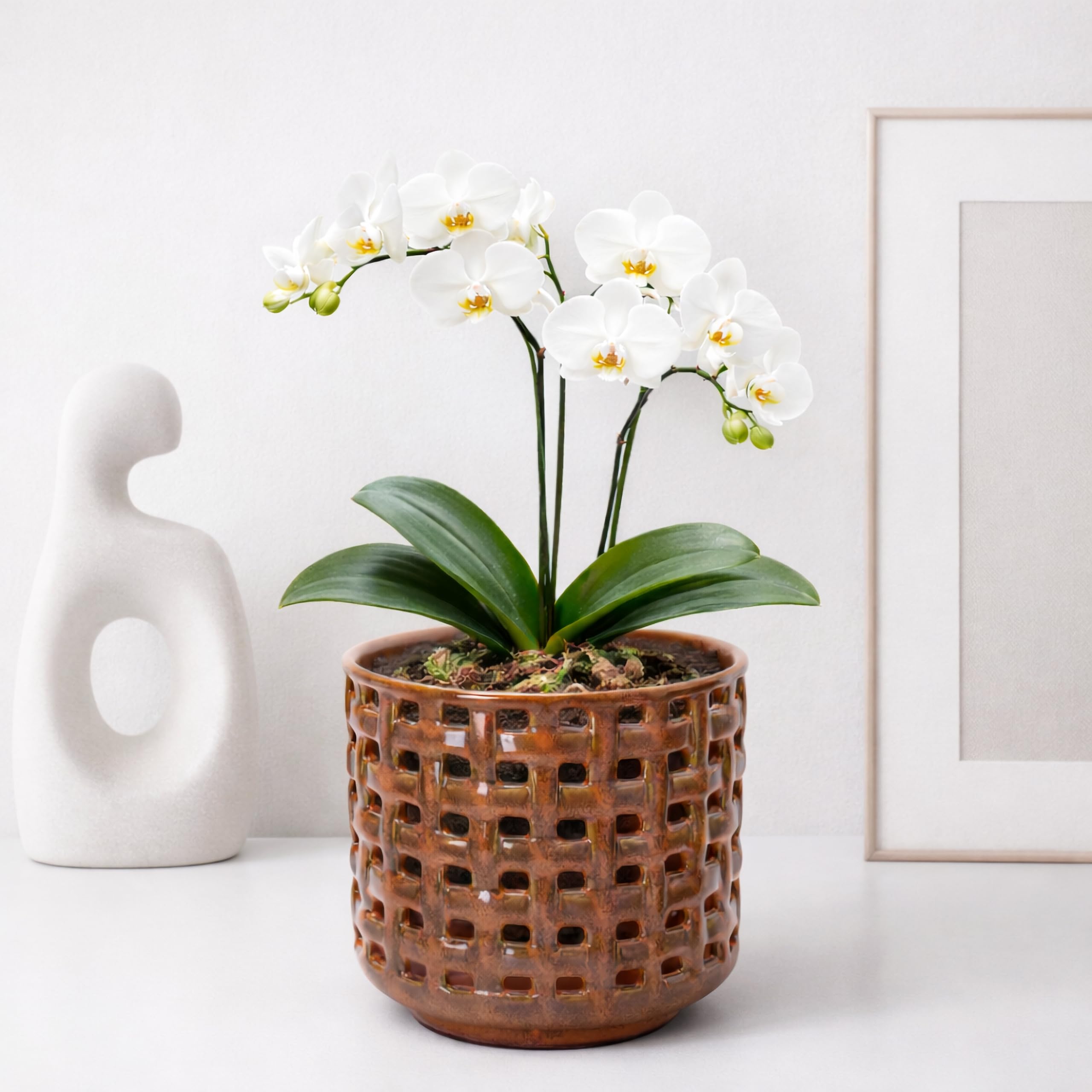 Side view of D'vine Dev Orchid Pot showcasing its glazing