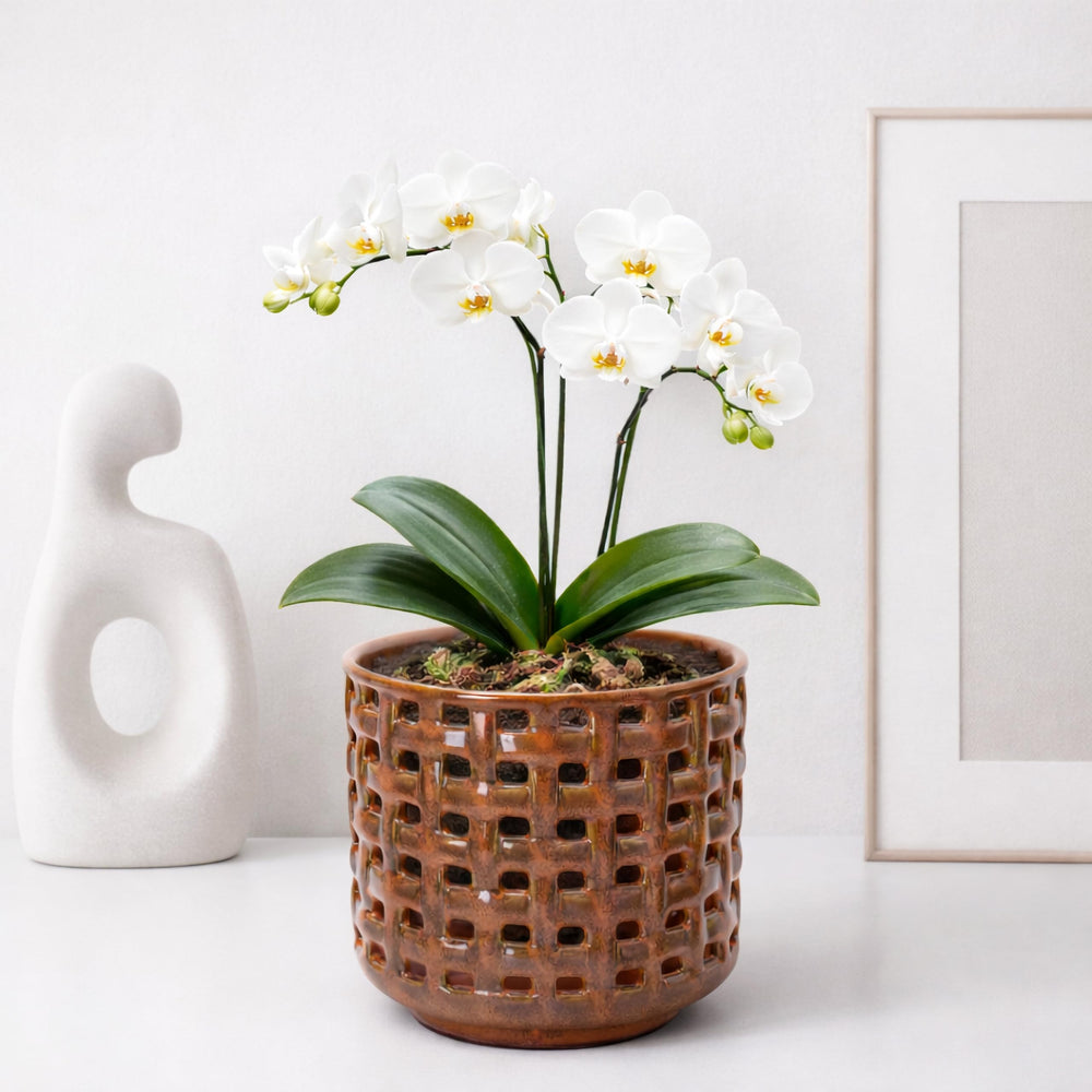 Side view of D'vine Dev Orchid Pot showcasing its glazing