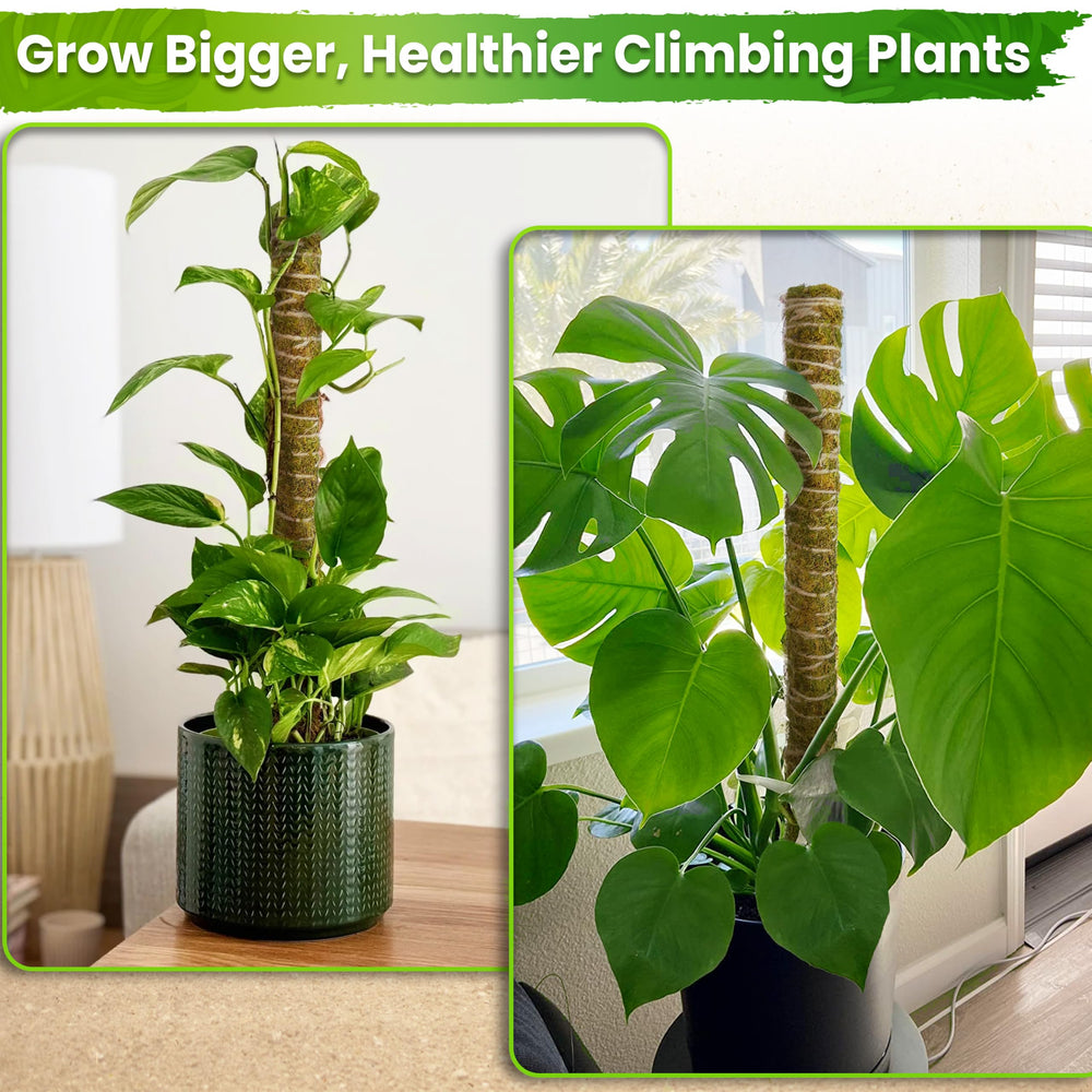 Side view of Duspro moss pole in a plant pot