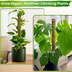 Side view of Duspro moss pole in a plant pot