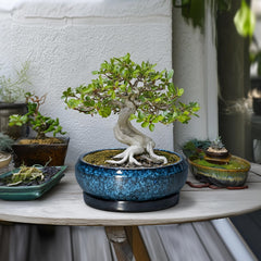 Side view of EPFamily 10 Inch Bonsai Tree Pot