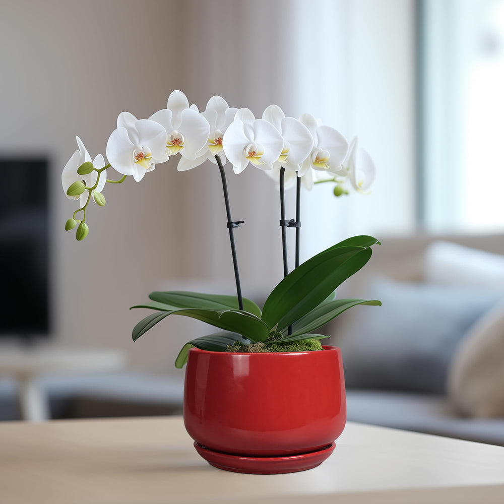 Side view of G EPGardening 6 Inch Ceramic Planter