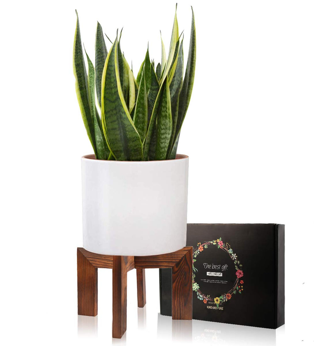 Side view of Gendral Forwepup Wood Plant Stand with plant pot