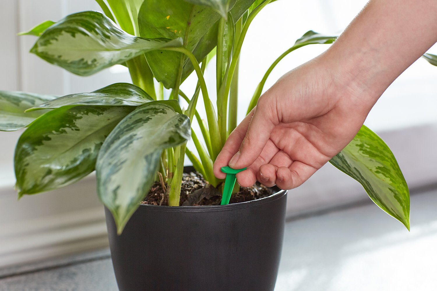 Side view of Miracle-Gro Indoor Plant Food Spikes