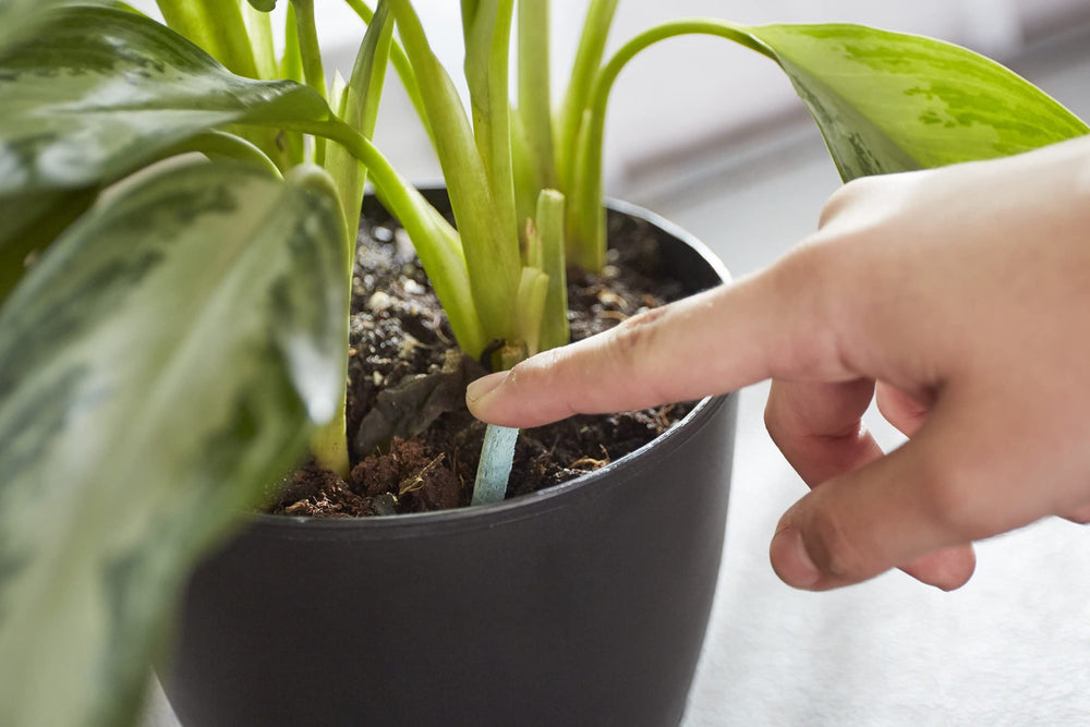 Side view of Miracle-Gro Indoor Plant Food Spikes packaging