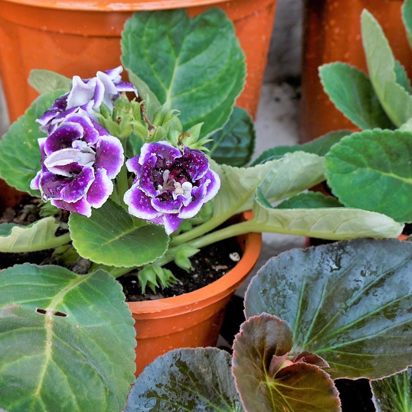 Side view of Omitgoter African Violet Potting Soil Mix 4QT