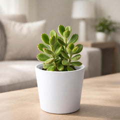Side view of Phoenix Vine cachepot with inner pot