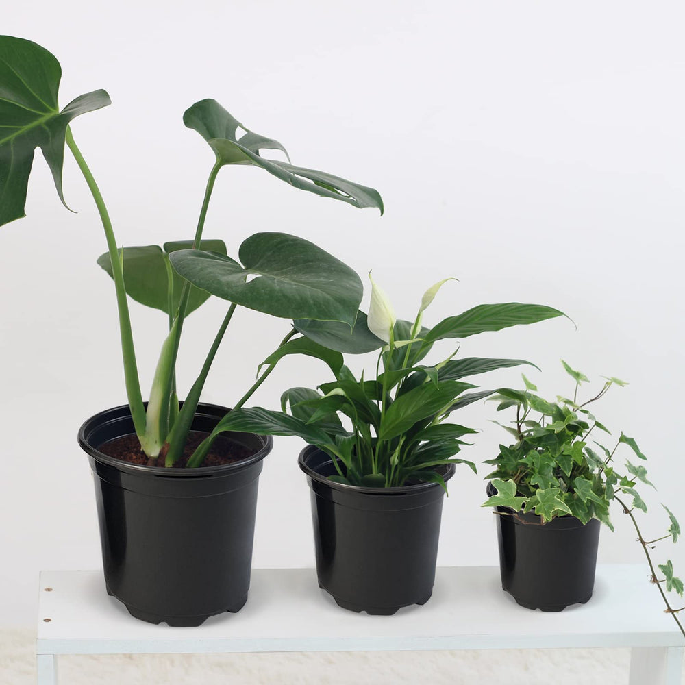 Side view of RAOOKIF nursery pots with seedlings
