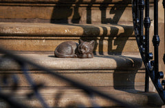 Side view of Roman Bronze Sleeping Cat Statue