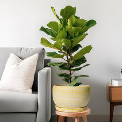 Side view of SQOWL 10 Inch Ceramic Planter in yellow