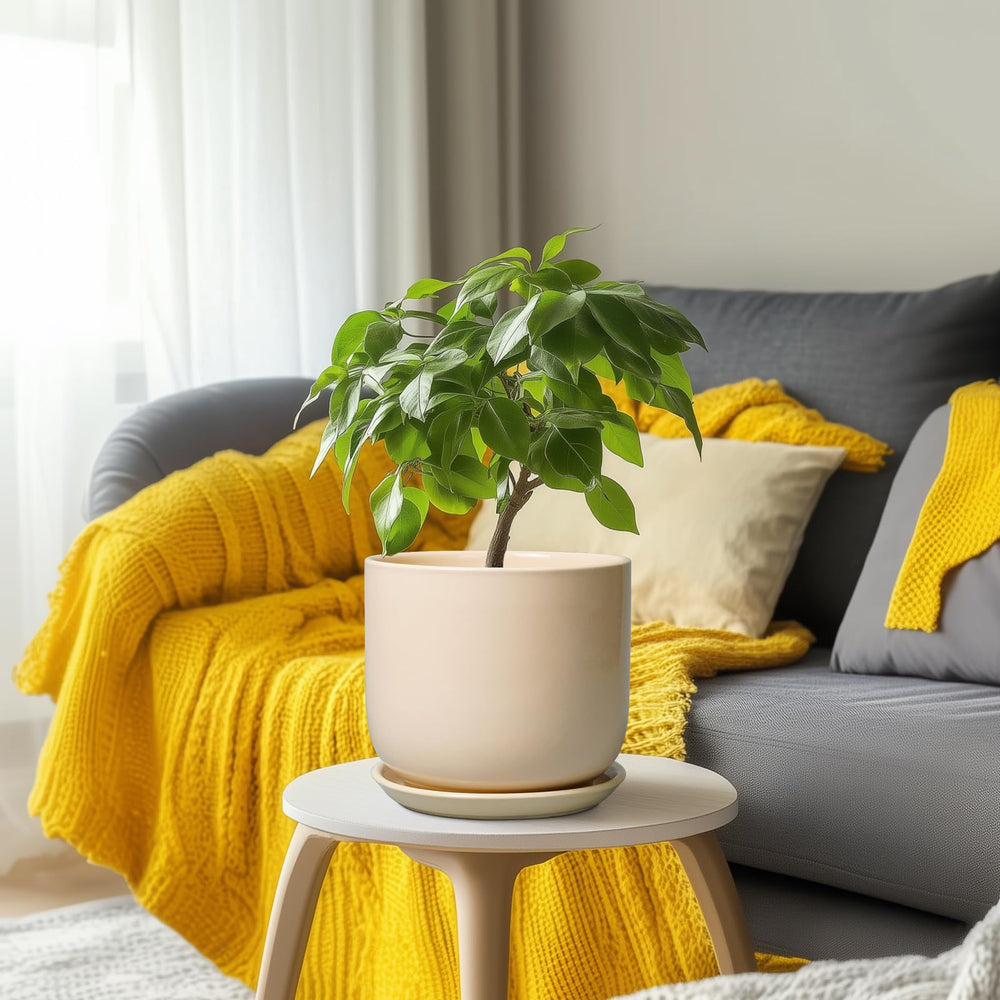 Side view of SUNPOTFOR Ceramic Planter in home setting