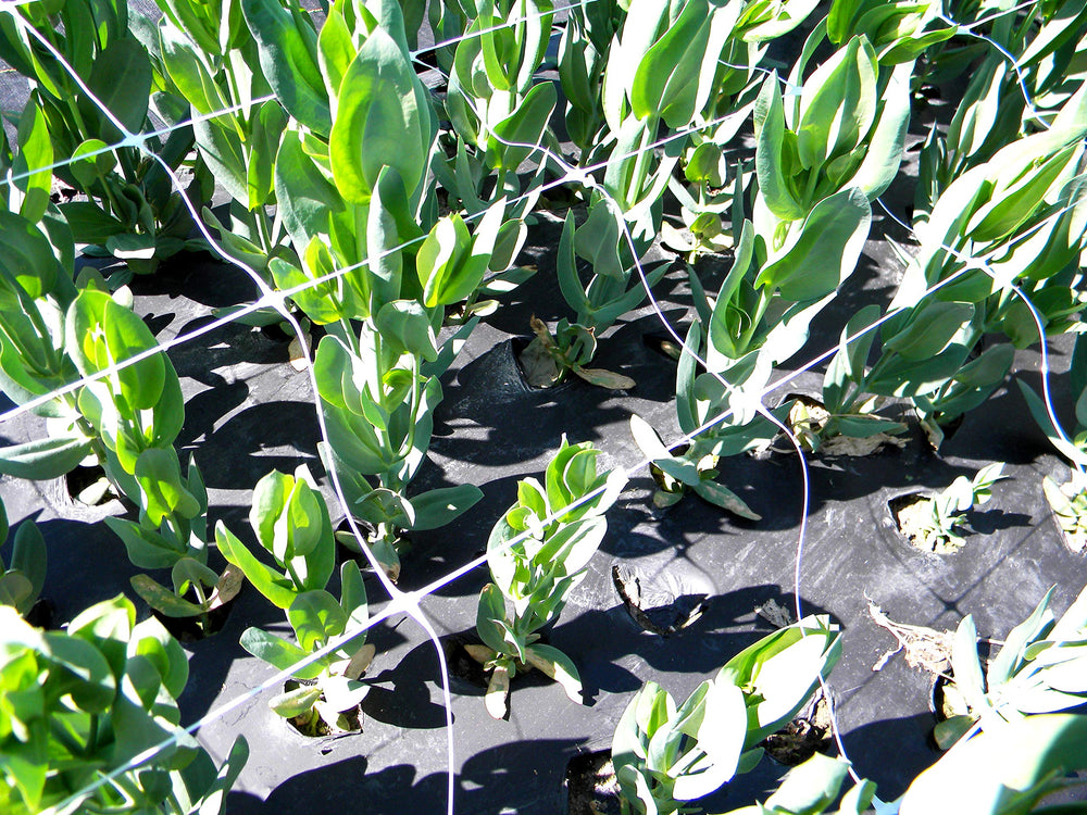 Side view of TENAX trellis net in a vegetable garden