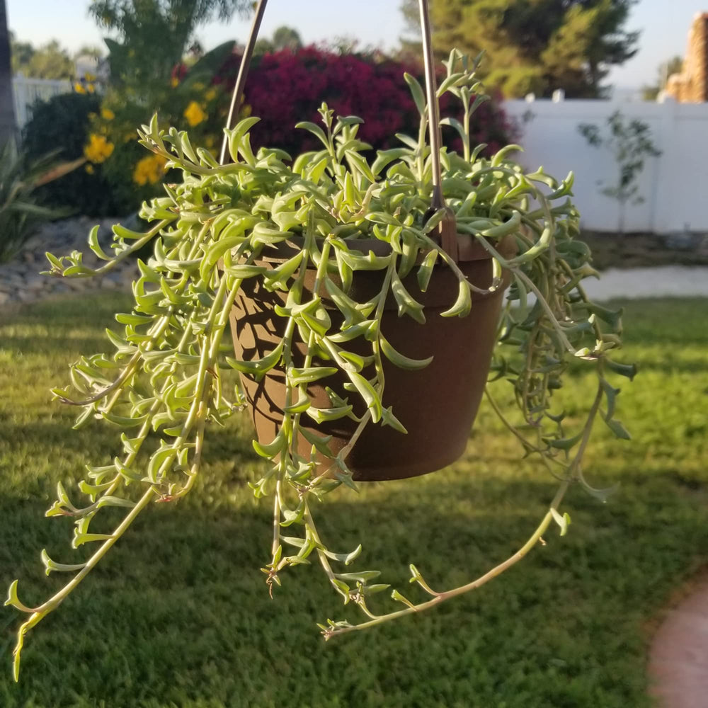 Side view of the 6-inch hanging basket of String of Dolphins