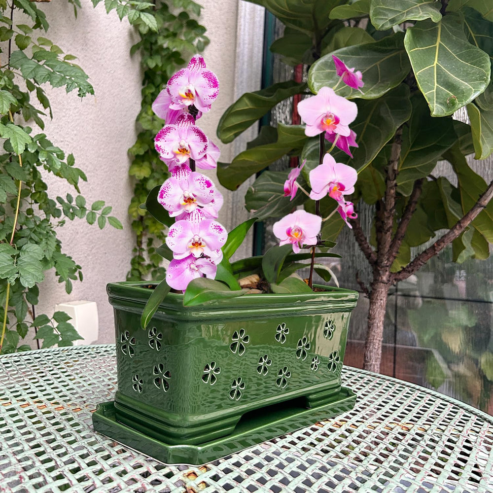 Side view of the Lovely Ran Orchid Planter
