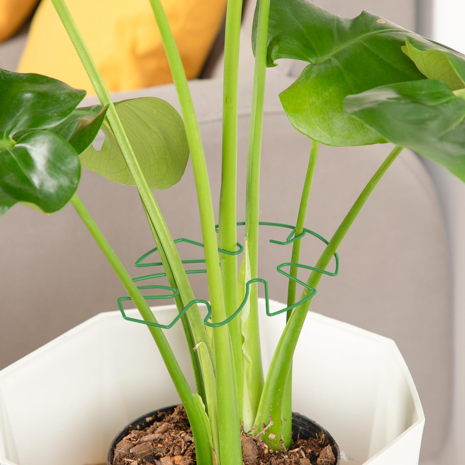 Side view of Yeomant plant support stakes in a garden