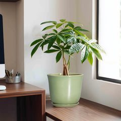 Side view showing the glazed finish of SUNPOTFOR ceramic pot
