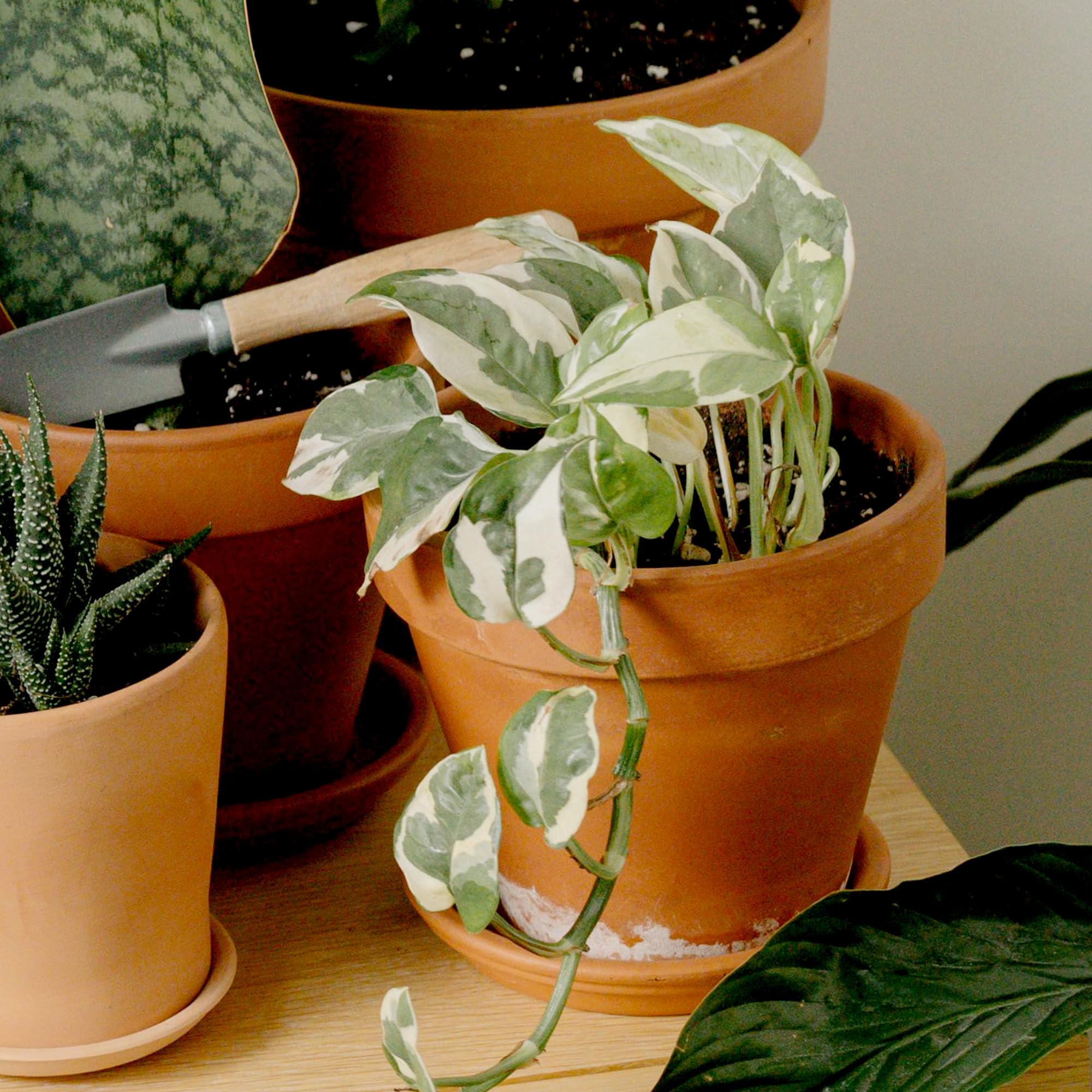 Silver satin Scindapsus pothos plant in natural light