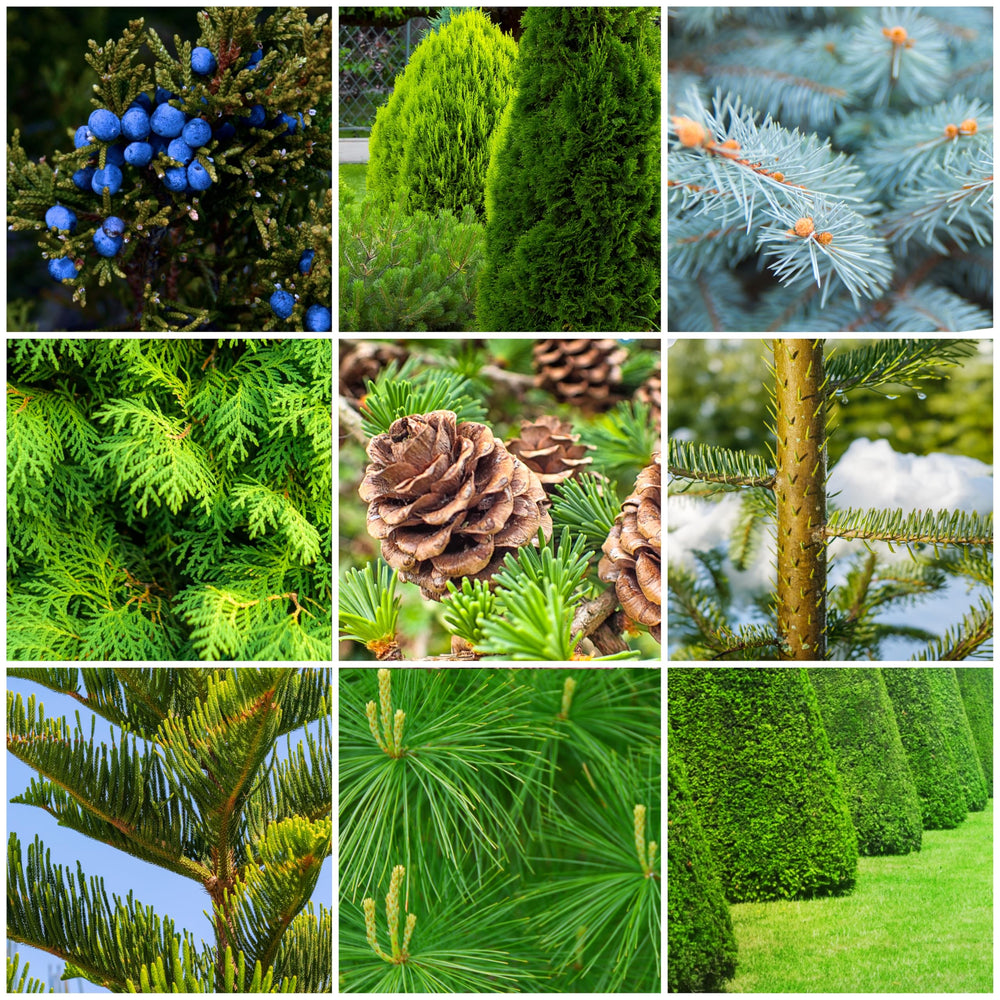 SimplyGro Fertilizer Spikes in use around evergreen trees