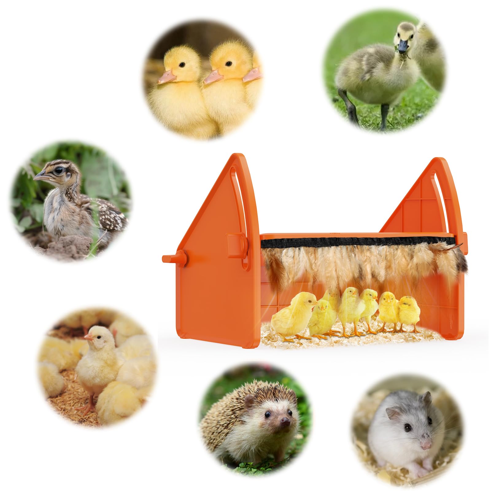 Sindarhor Chick Brooder Heater Plate used in poultry habitat setup