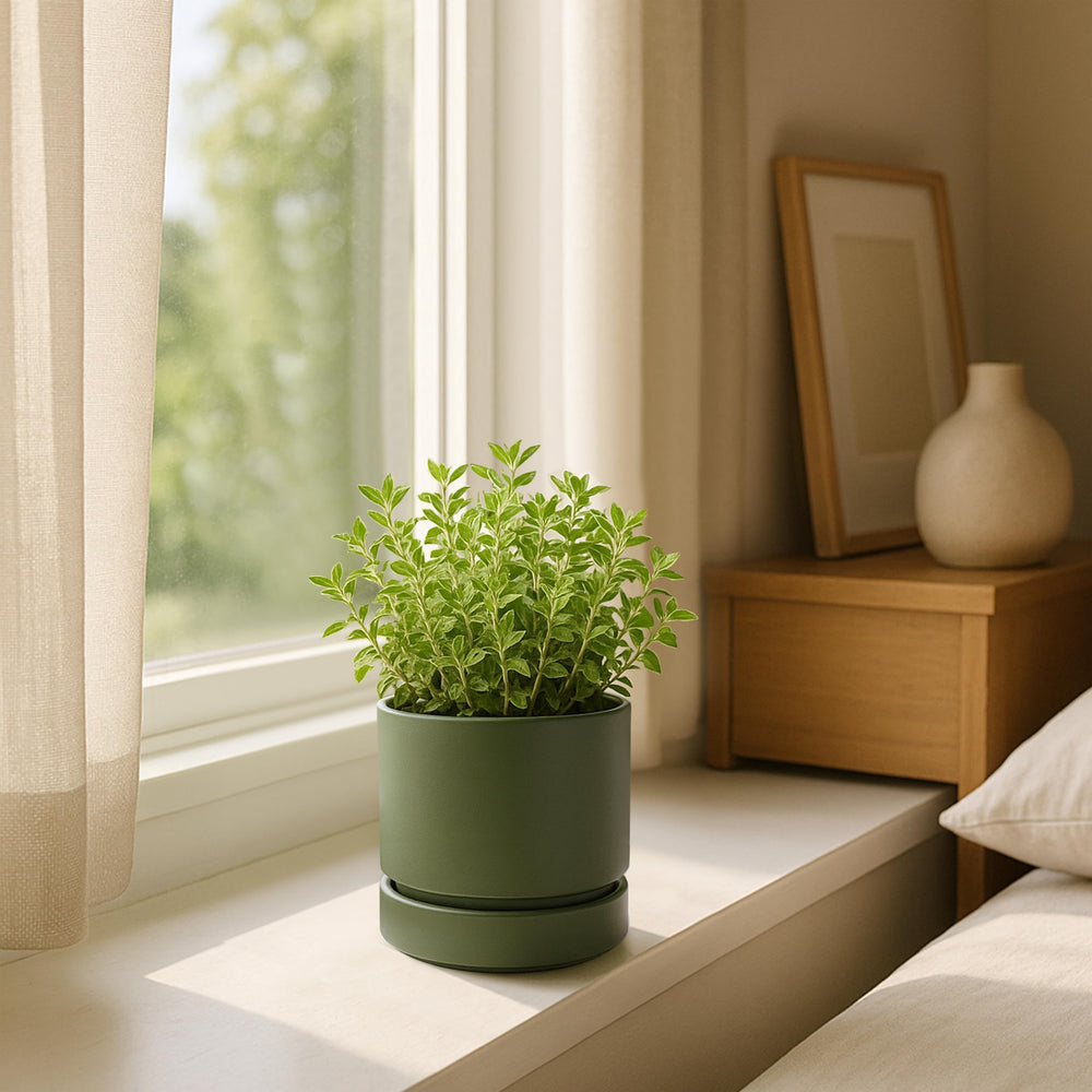 Sleek design of the Phoenix Vine Olive Planter Pot