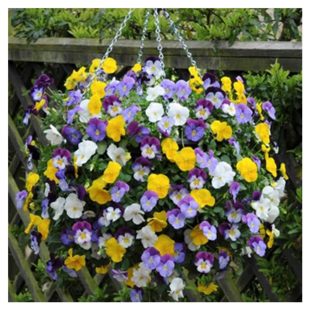 smart spring Ultimate Hanging Basket with chain included