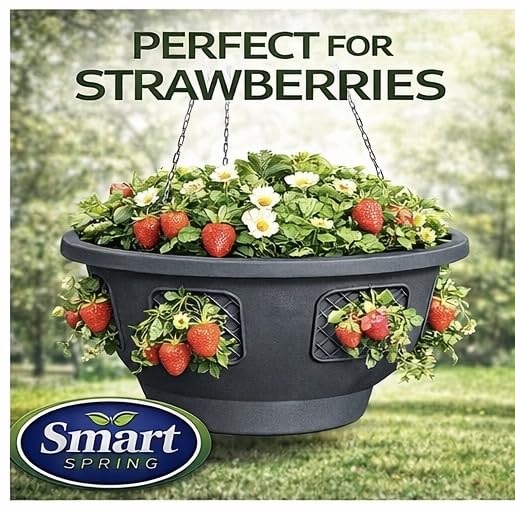 smart spring Ultimate Hanging Basket with strawberries planted