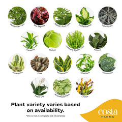 Snake Plant shown in Costa Farms Indoor Houseplant Pack