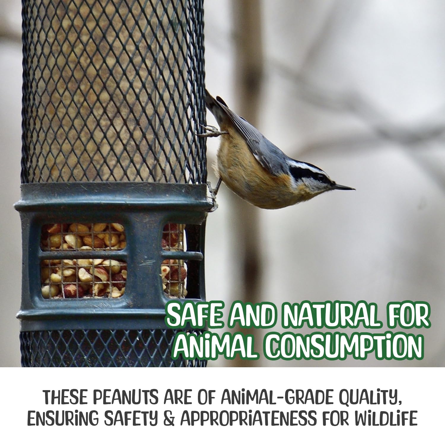 Sneaky Mango Raw Peanuts in a feeding station