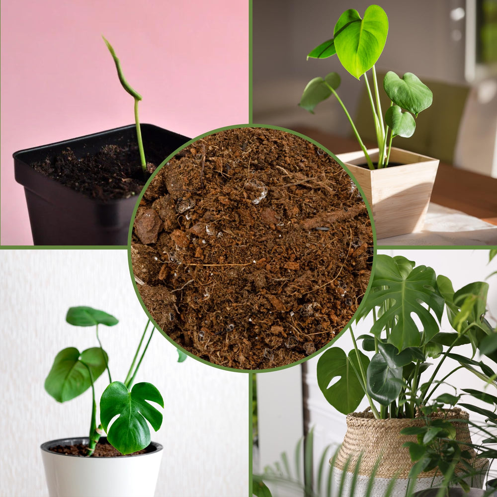Soil Sunrise Monstera Potting Soil Mix in outdoor plant setting