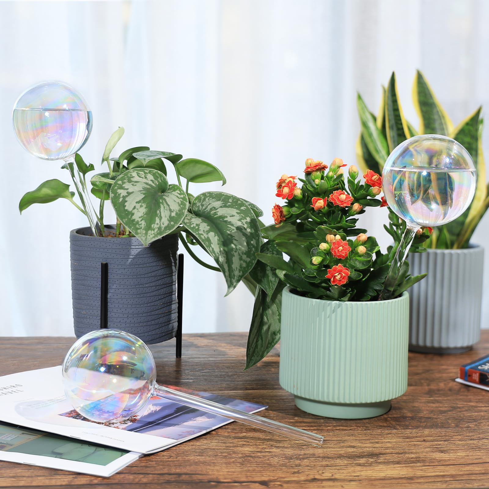 Soilagua 13 oz self-watering globe in a plant pot
