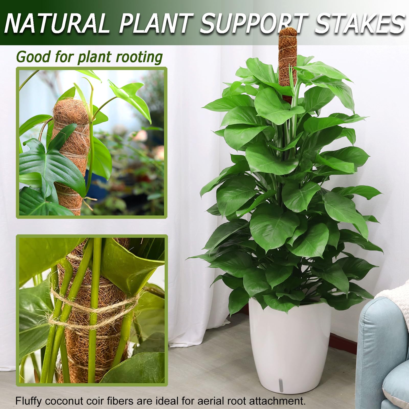 Soupiar moss pole set in a potted plant arrangement
