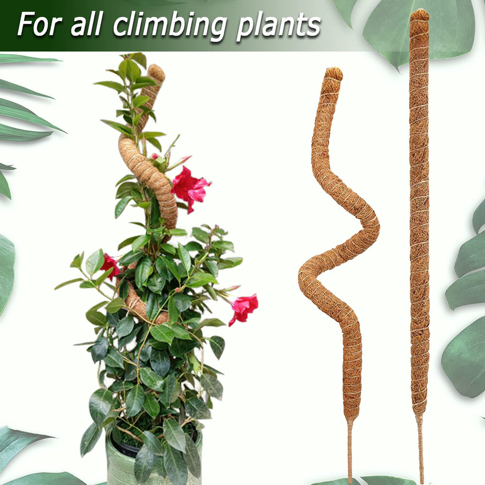 Soupiar moss pole supporting a Monstera plant