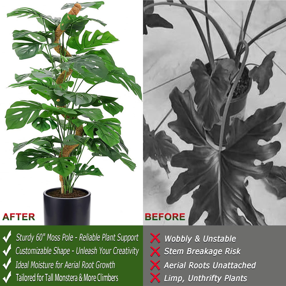 Soupiar moss pole supporting a Monstera plant
