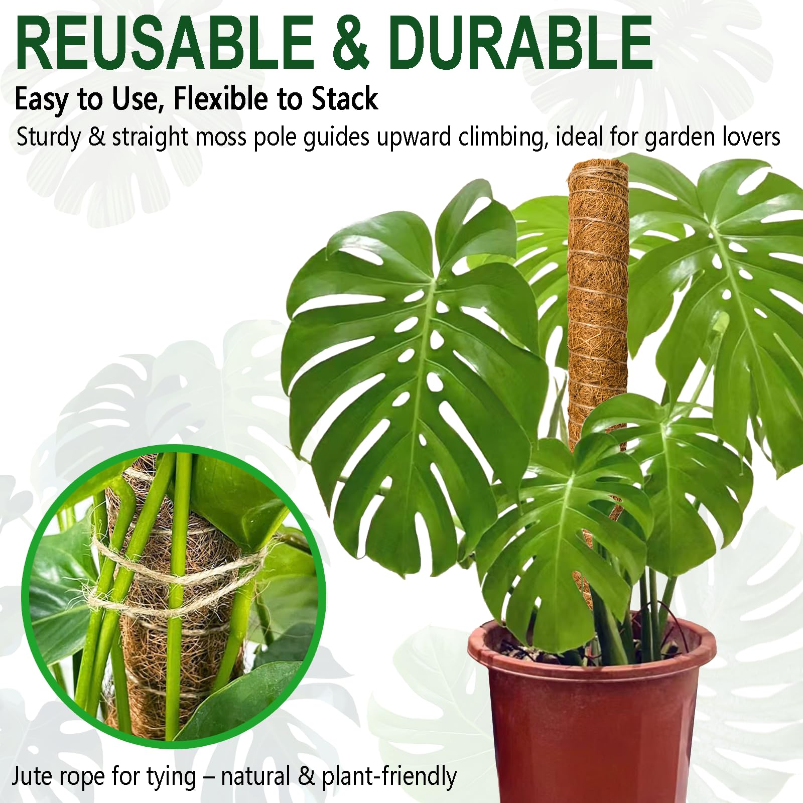 Soupiar Moss Pole with Monstera plant for support