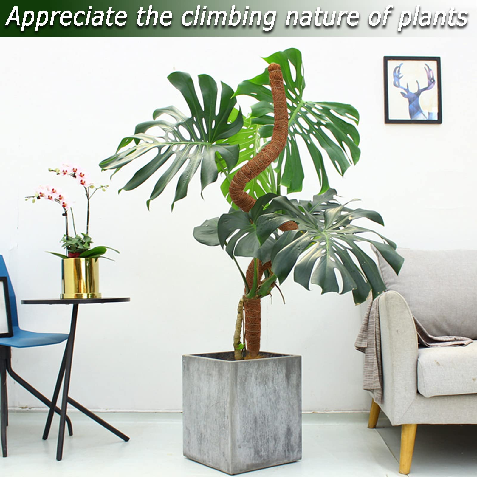 Soupiar moss poles with climbing plants in a home setting