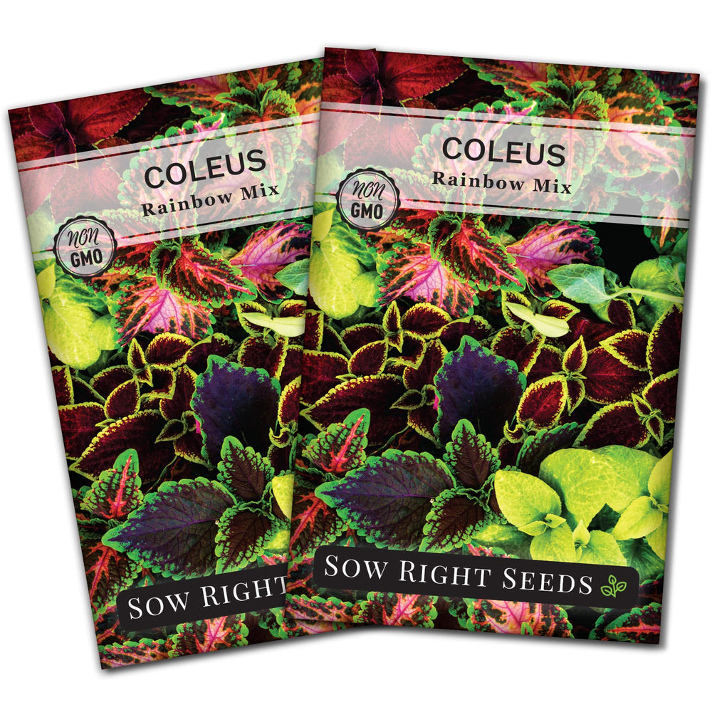 Sow Right Seeds Rainbow Coleus seeds packet front view