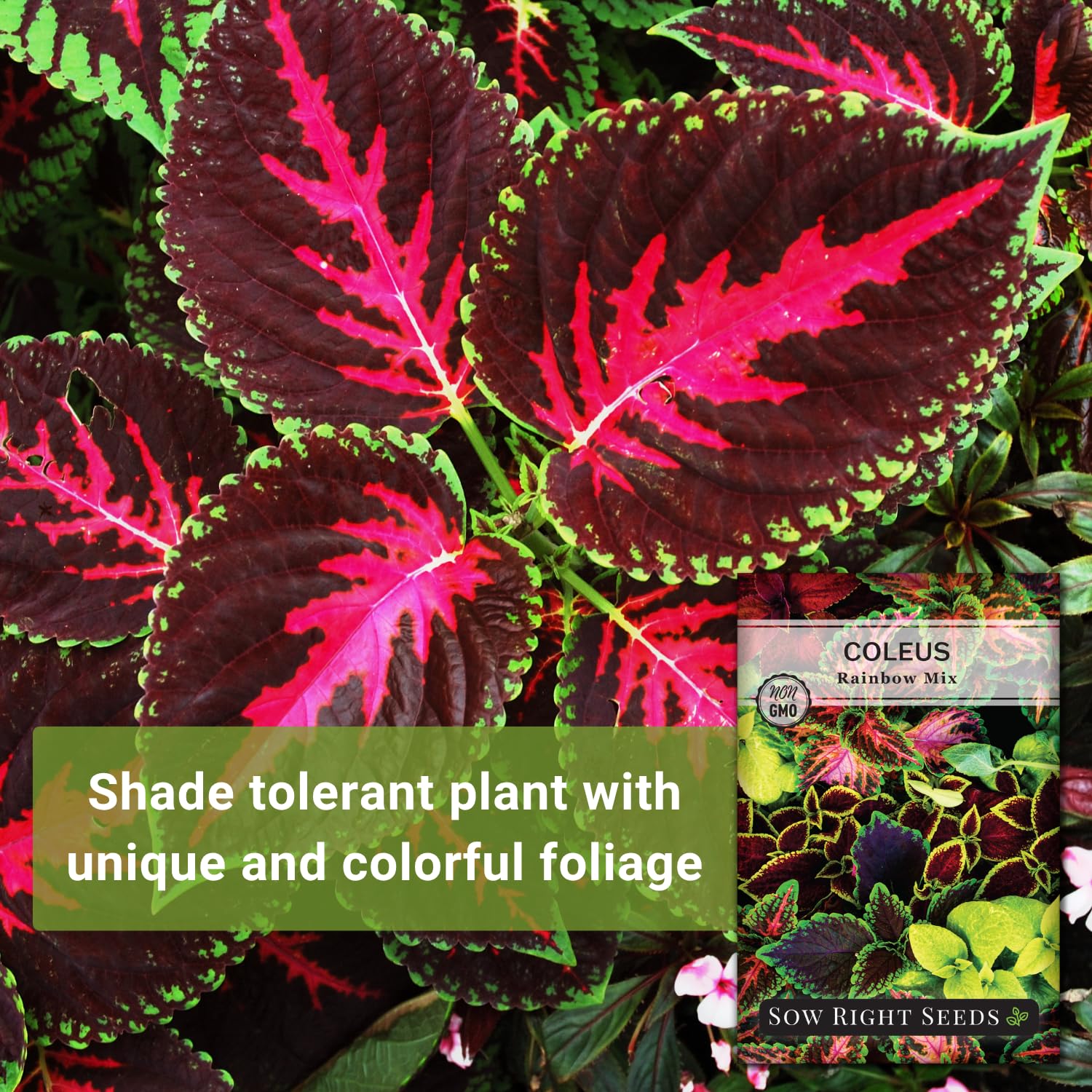 Sow Right Seeds Rainbow Coleus seeds planting instructions