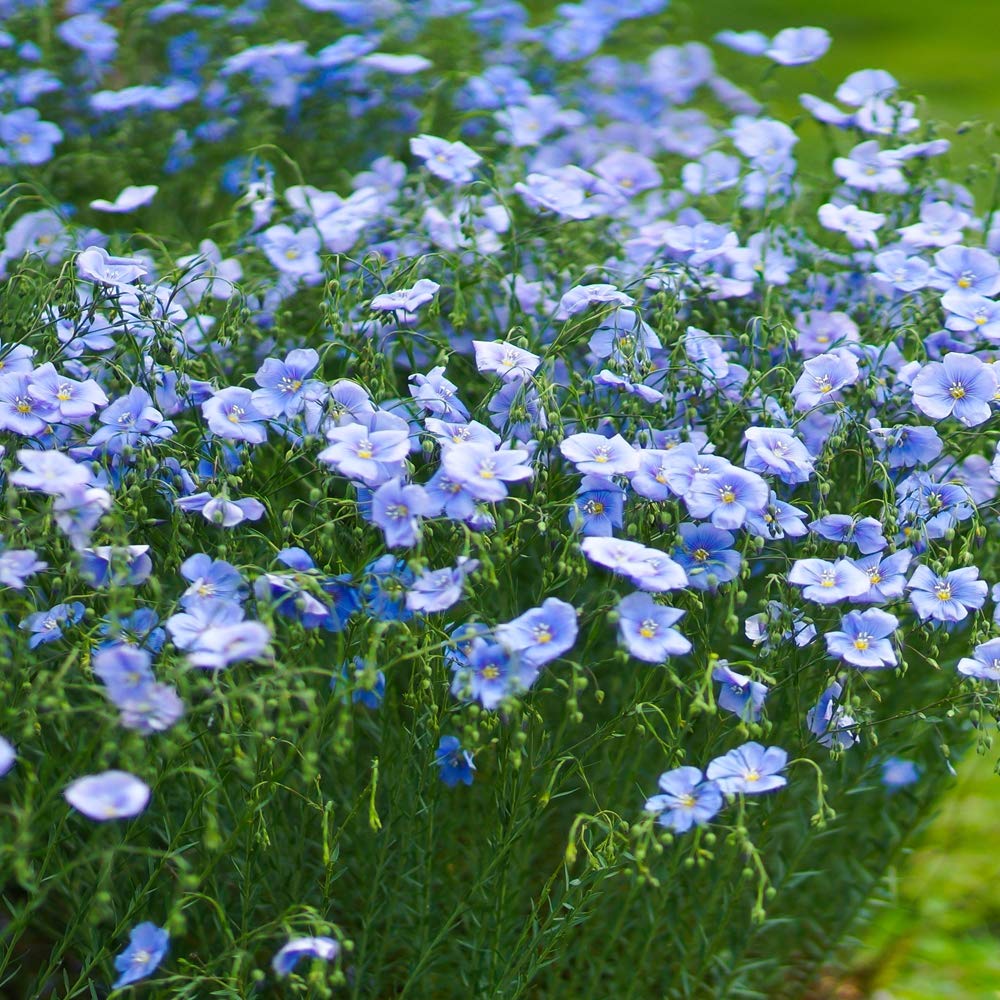 Sowing Blue Flax Seeds in prepared soil