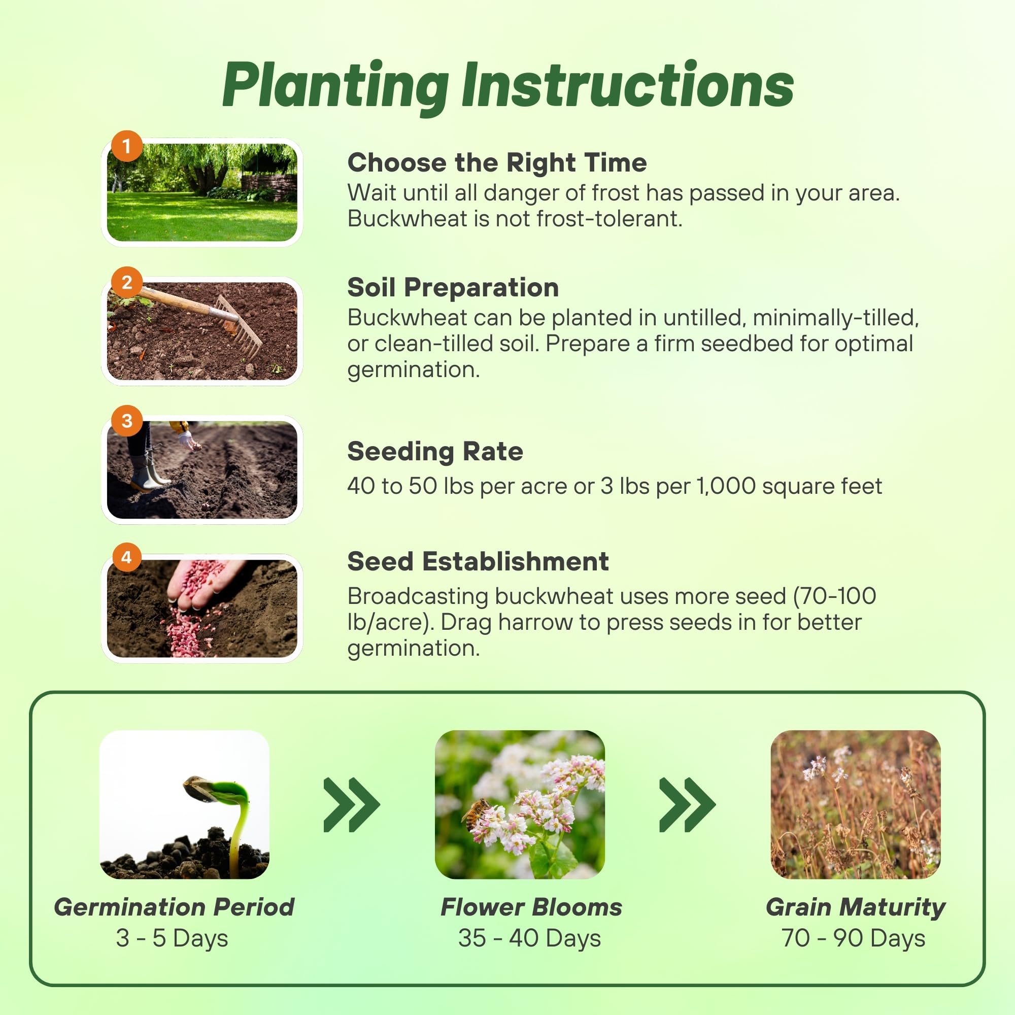 Sowing Buckwheat seeds in the garden