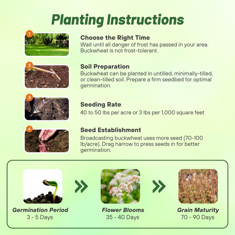 Sowing Buckwheat seeds in the garden