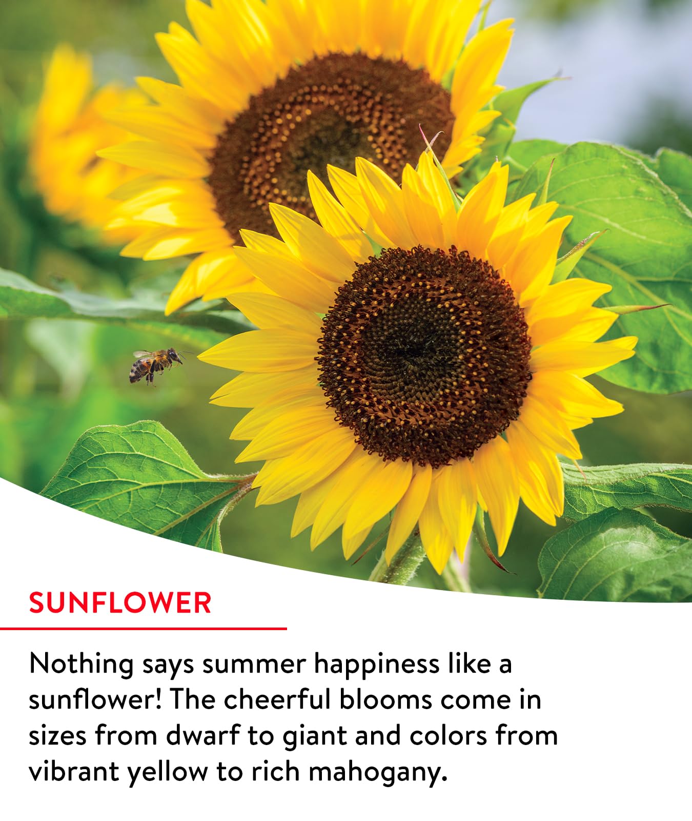 Sowing Burpee wildflower seeds in a sunny garden setting
