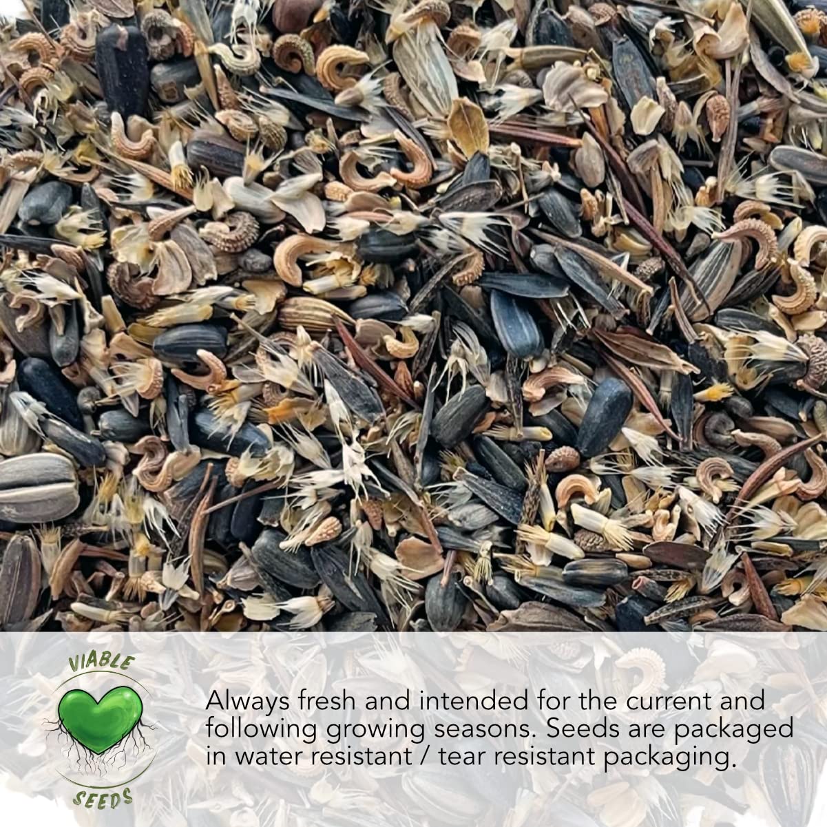 Sowing Forget-Me-Not seeds in a garden bed